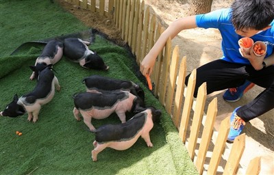 Hvað myndir þú gera ef naggrís fær hitaslag